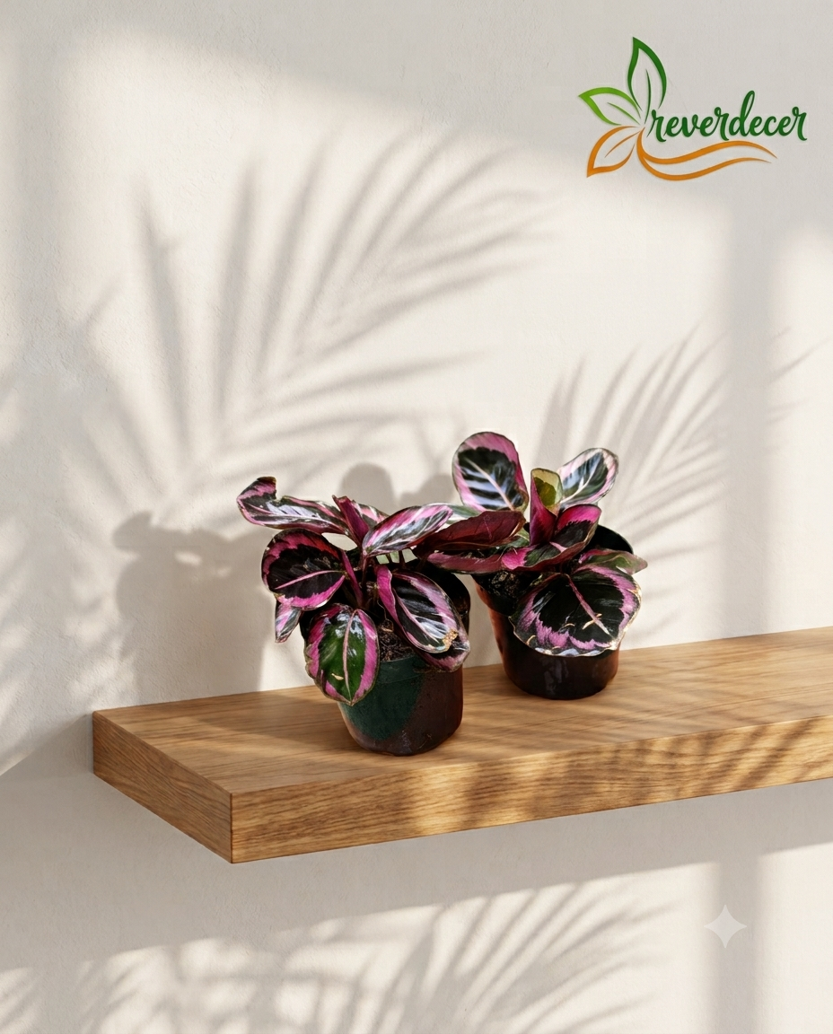 Calathea medallón rosa