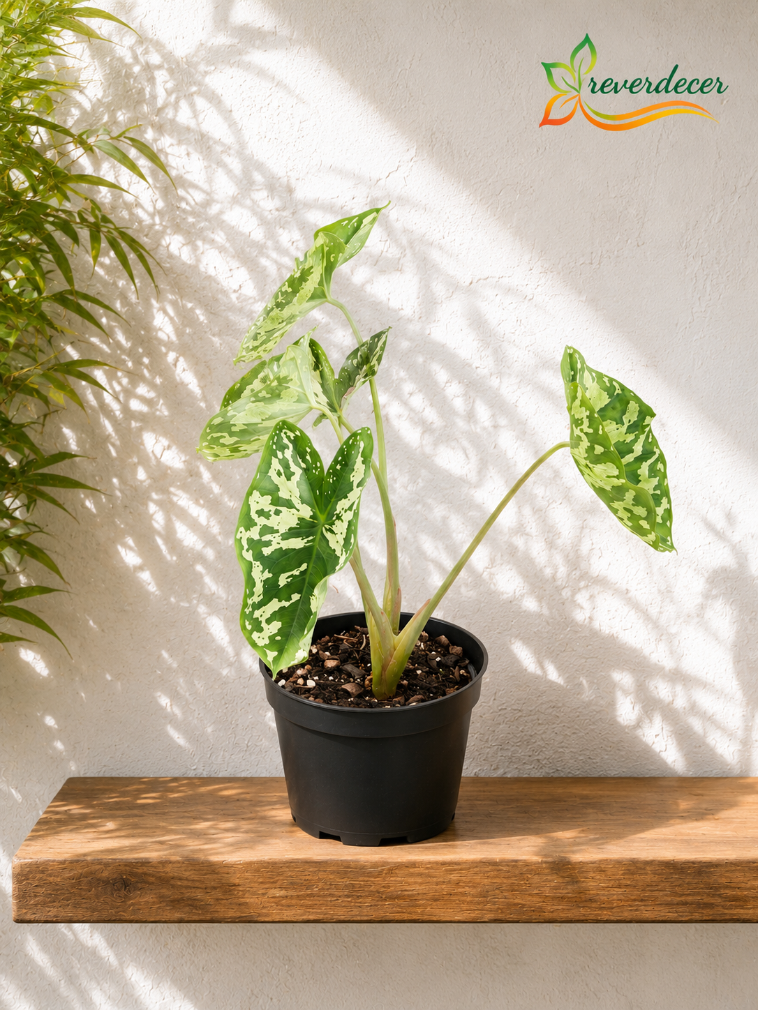 Alocasia militar