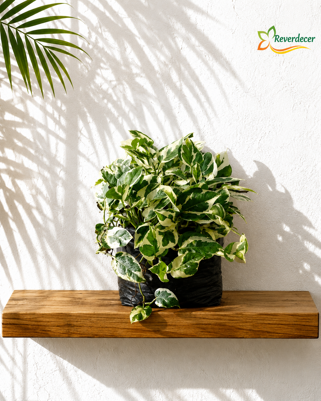 Miami N'Joy, Miami variegado