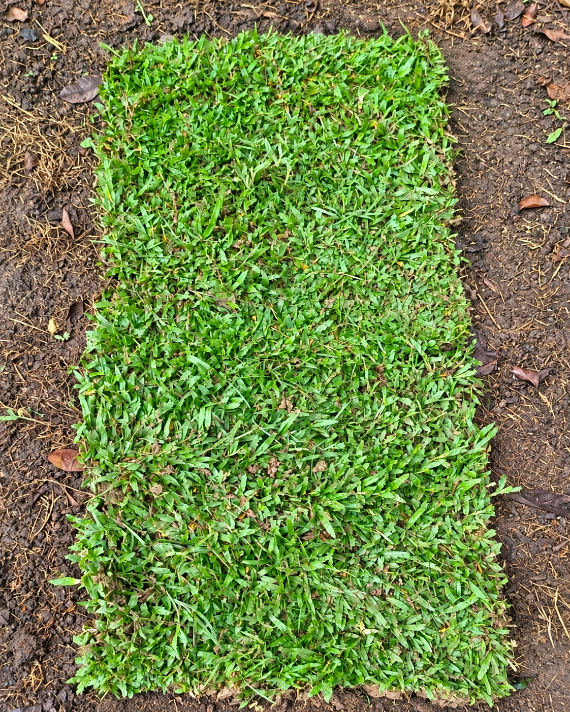 Grama Macana Cultivada