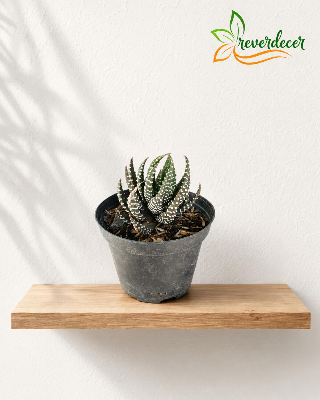 Haworthia cebra