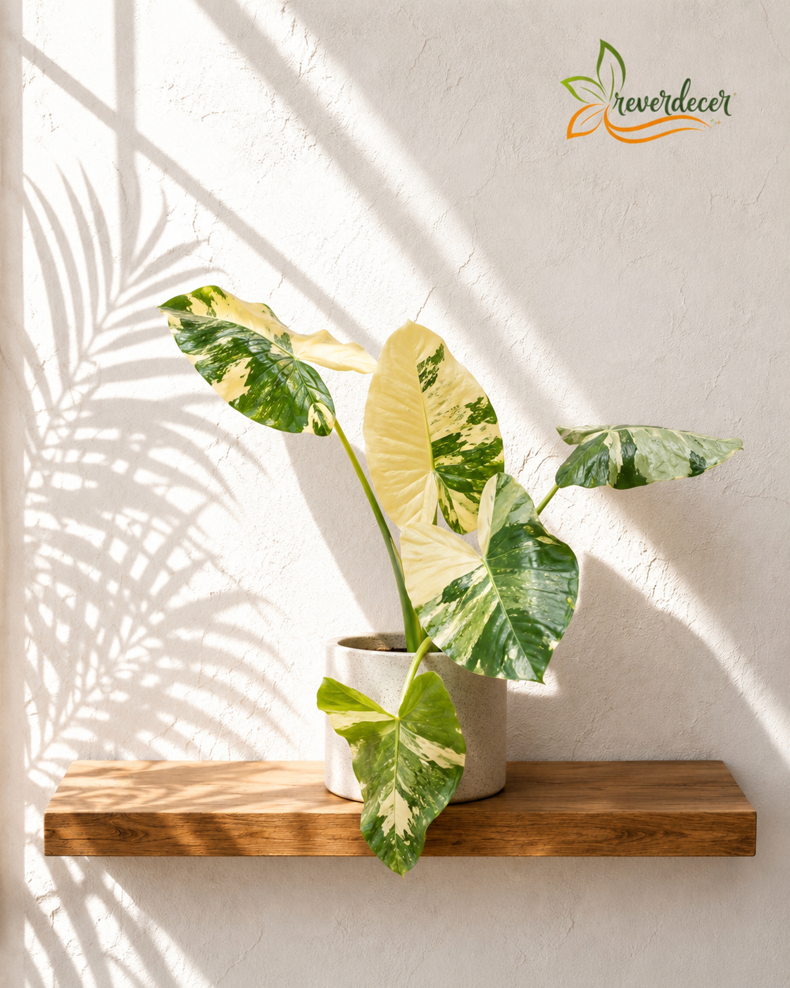 Alocasia variegada