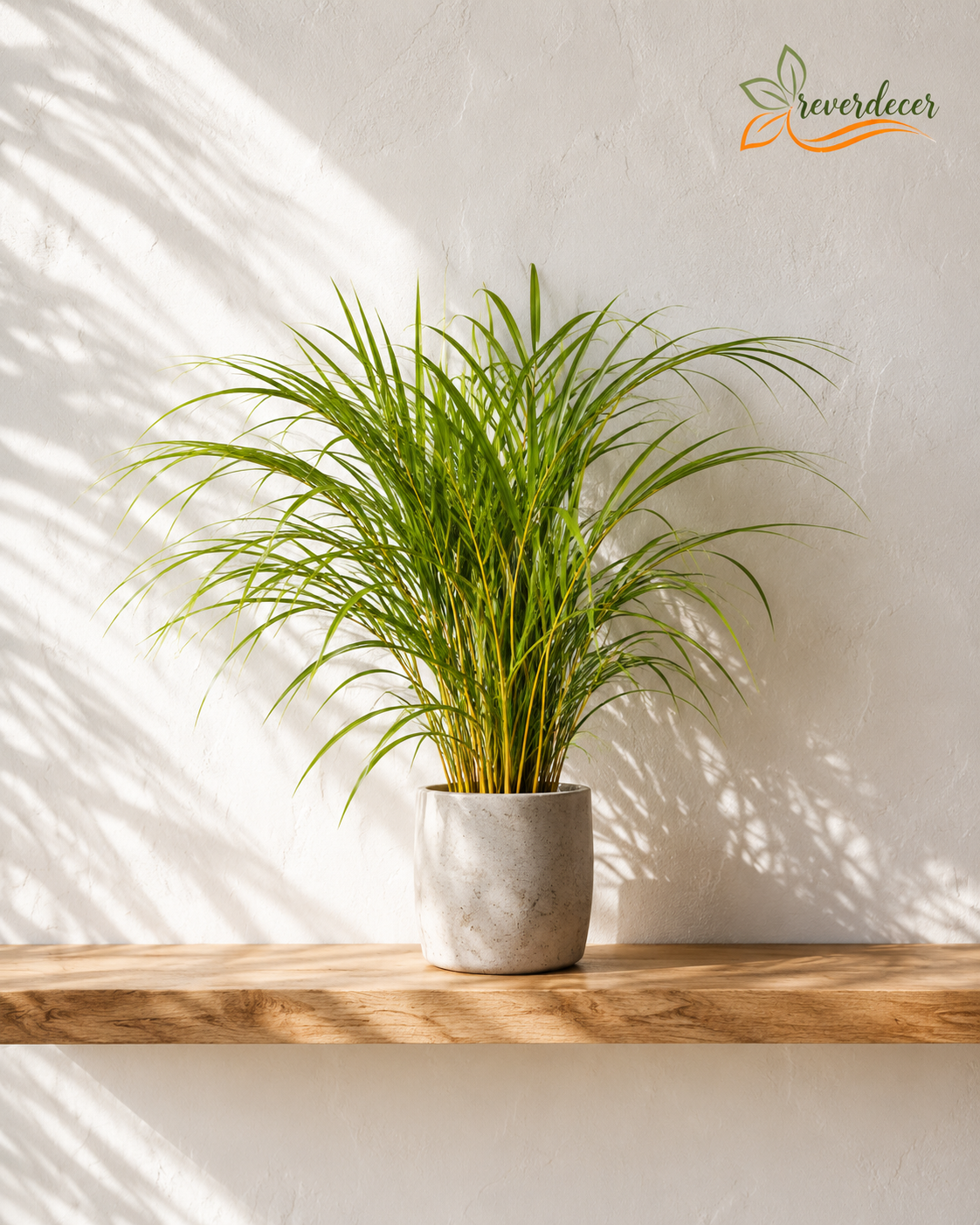 Palma areca