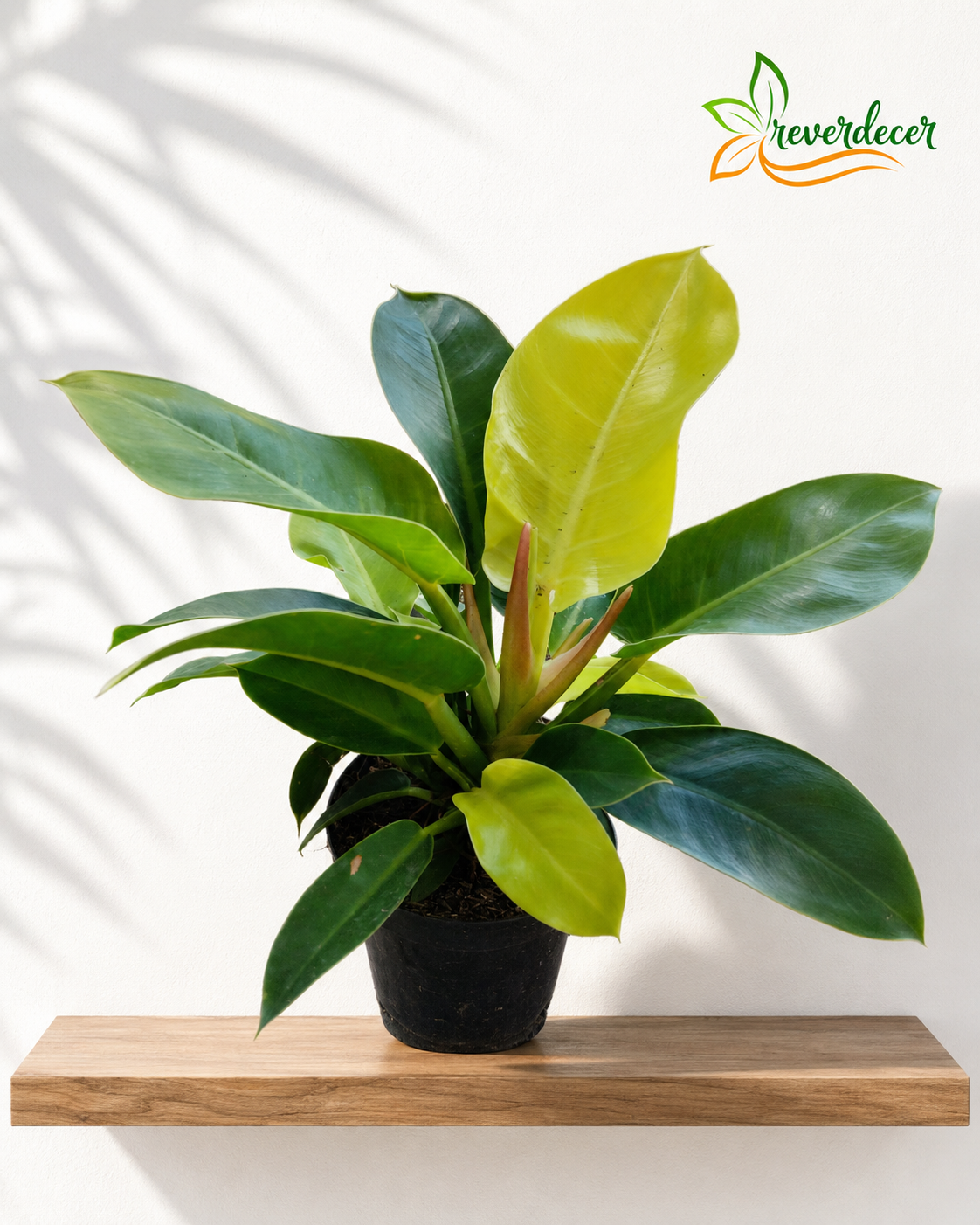 Filodendron 'Moonlight
