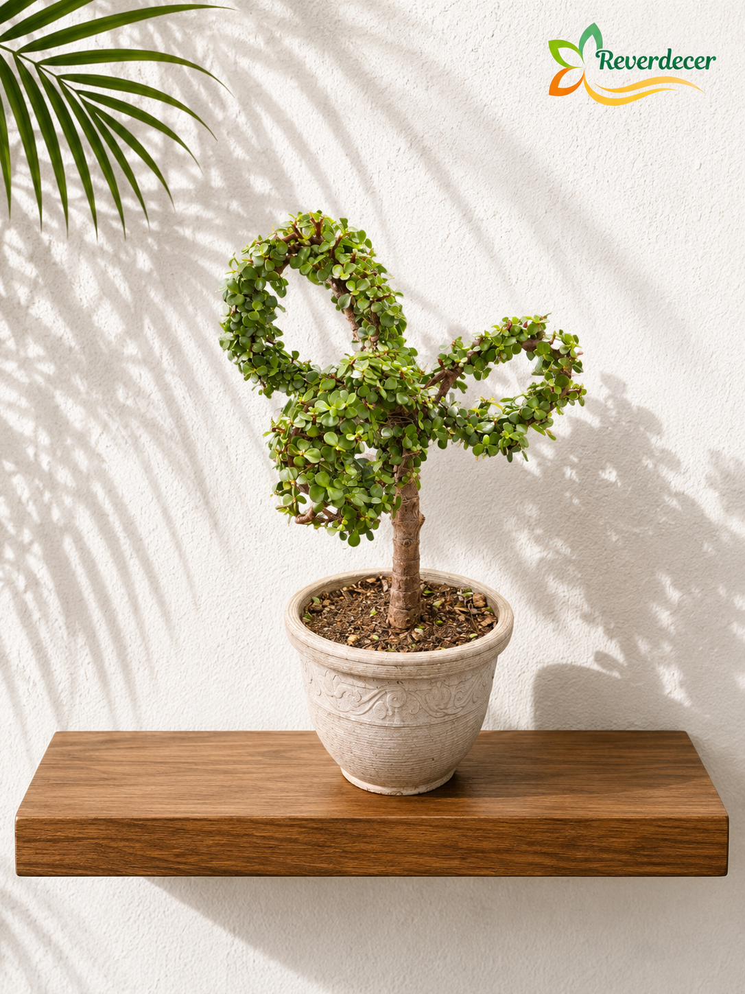 Jade enano, jade mini