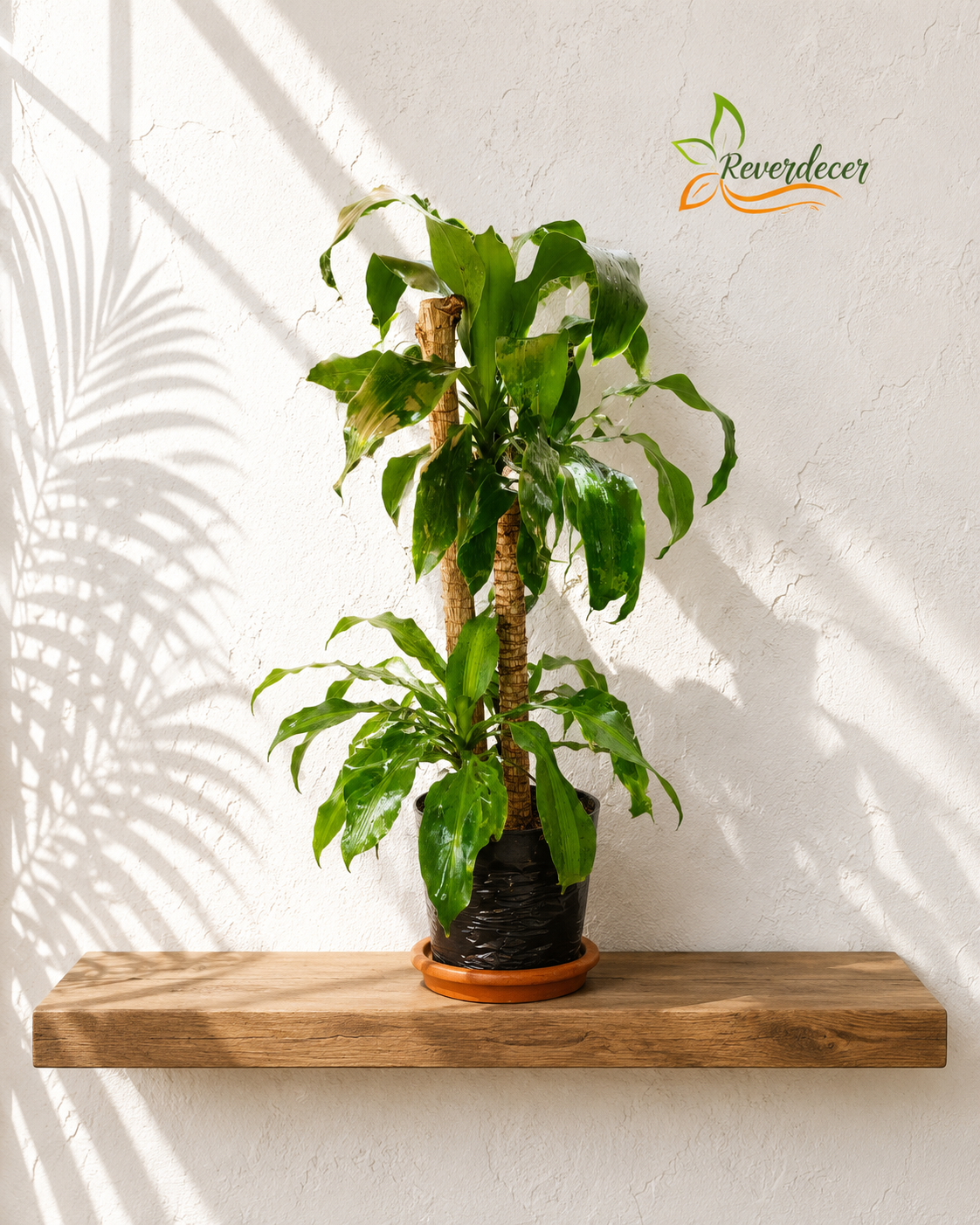 Dracena tronco verde, tronco del Brasil o palo de agua