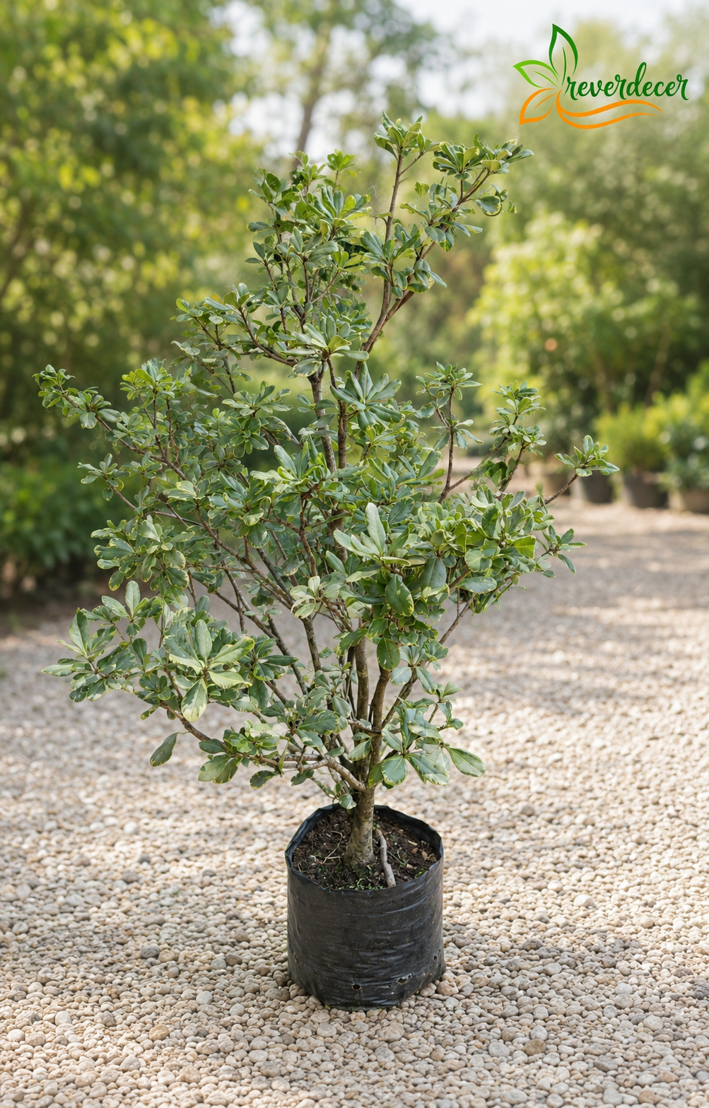 Pitosporo variegado