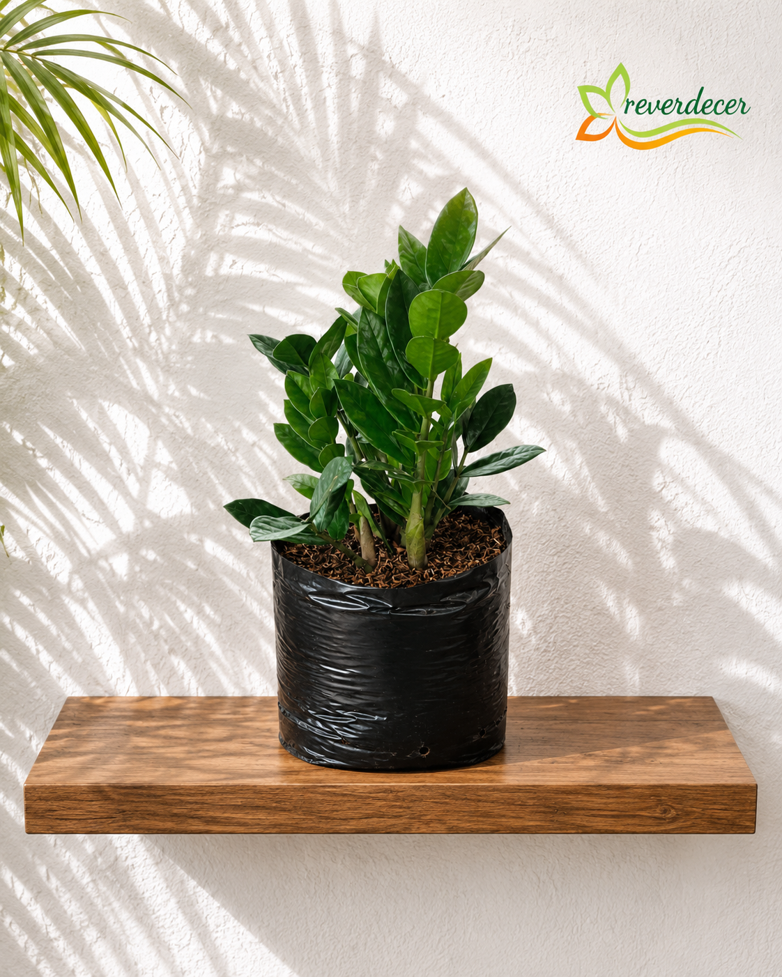 Zamioculca, Planta ZZ