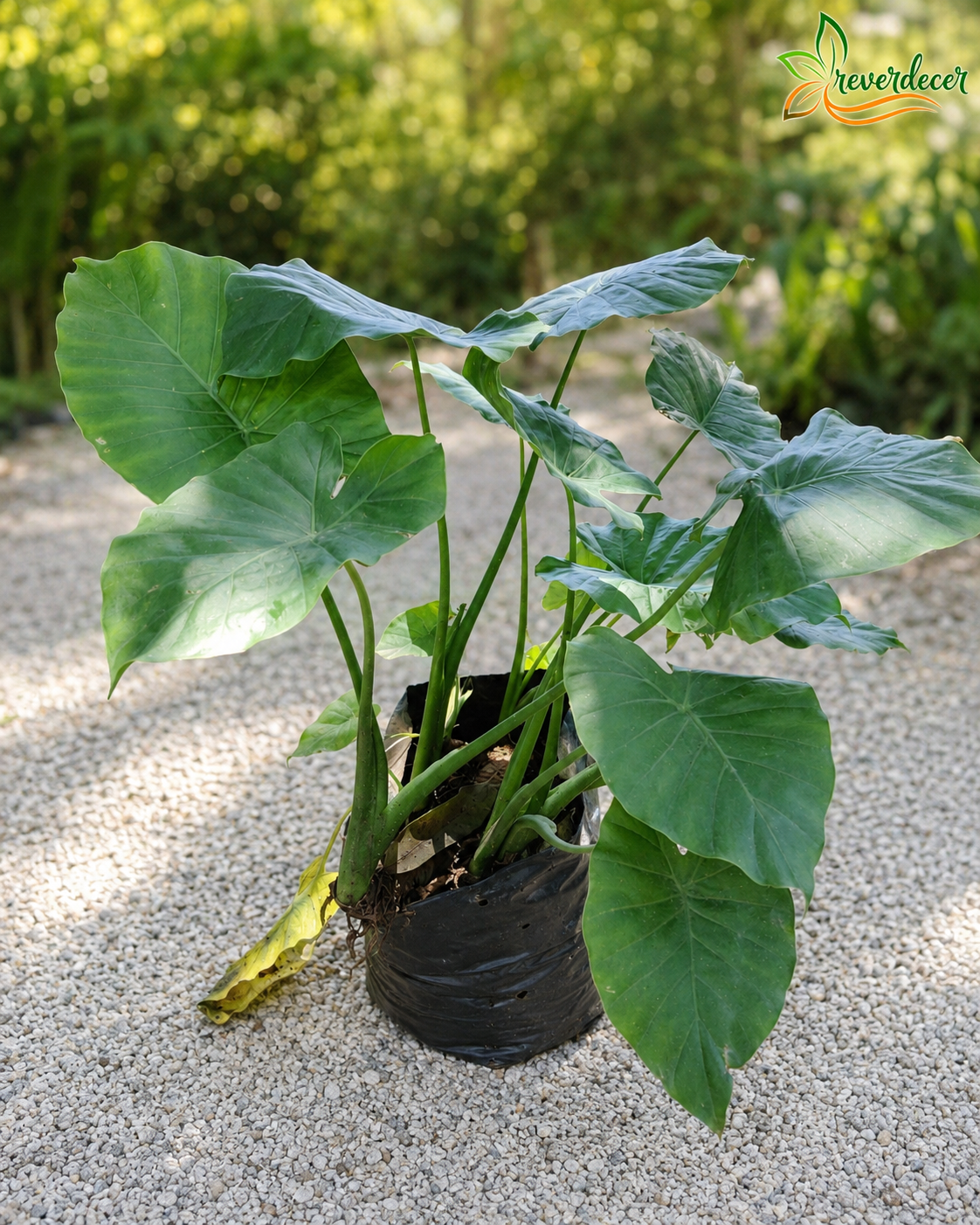 Oreja de elefante, alocasia verde