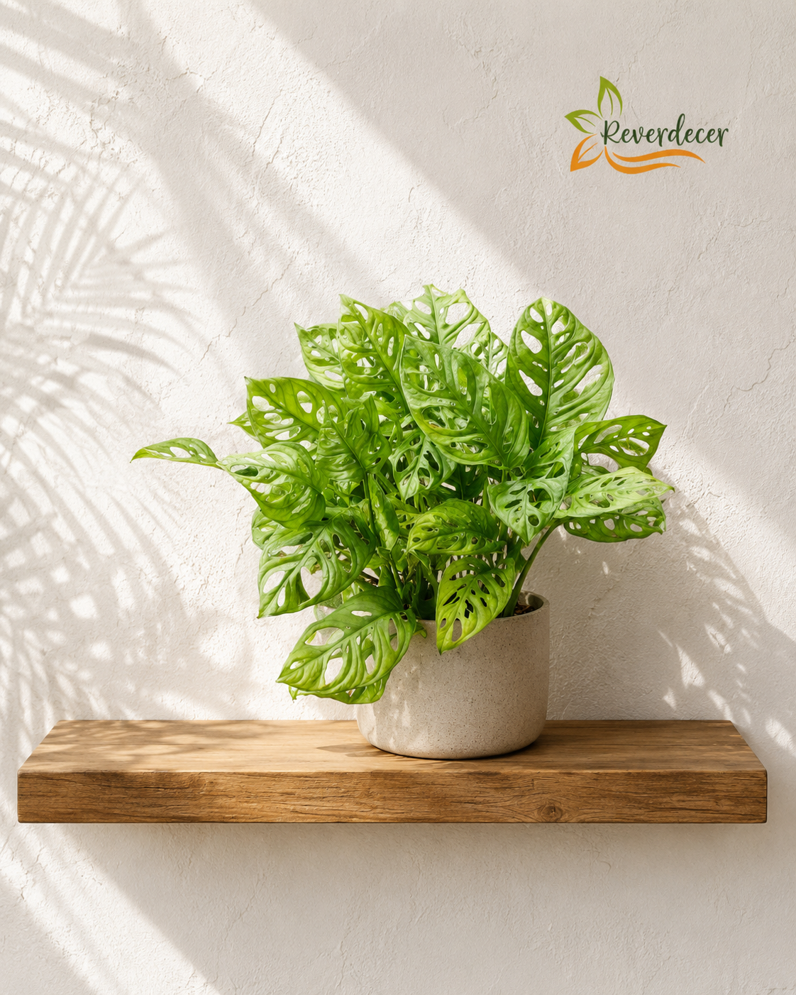 Monstera hoja rota