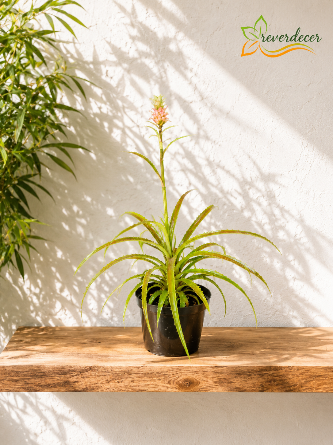 Piña ornamental