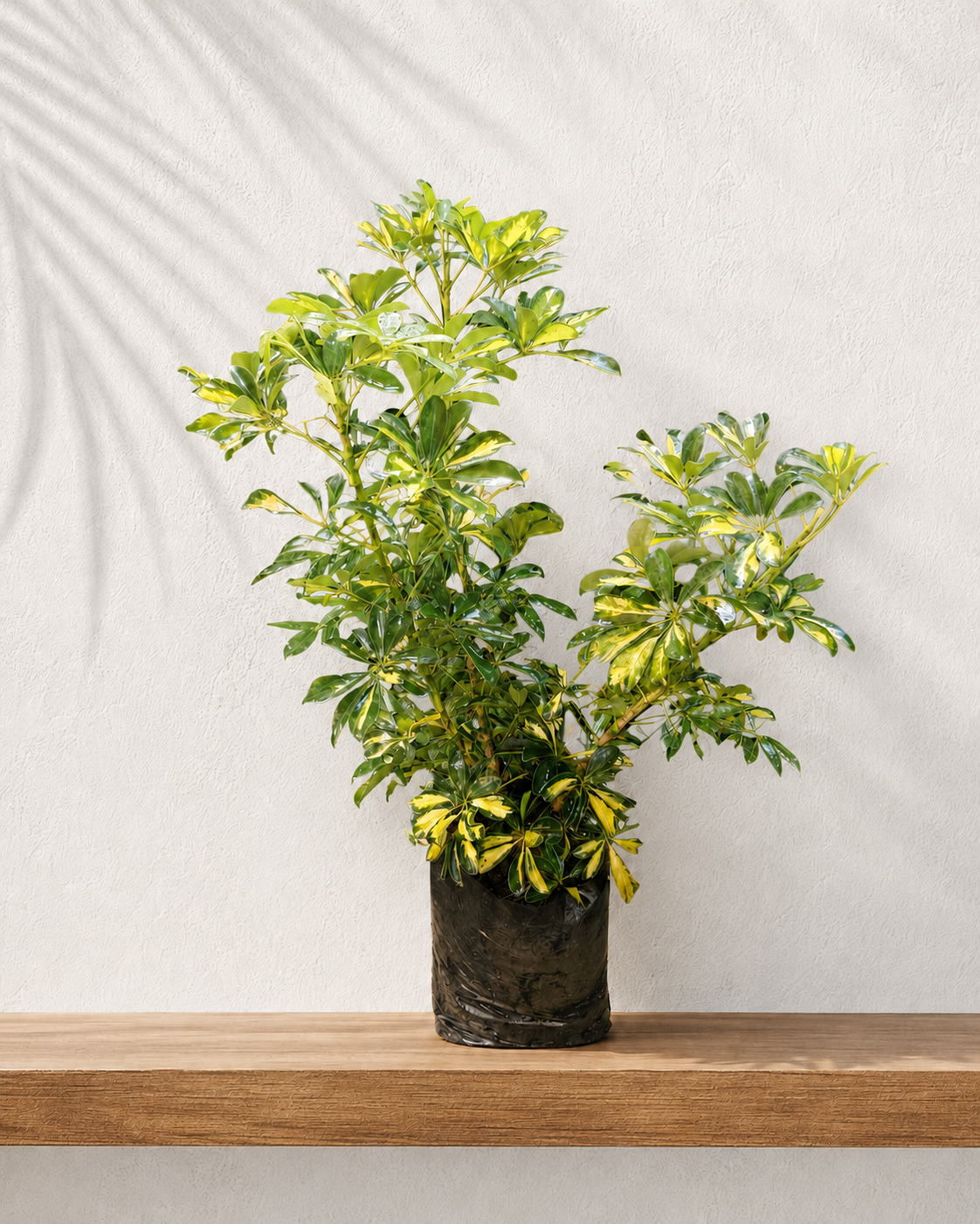 Cheflera variegada